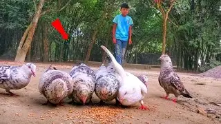 Easy bird trap and Best Bird Trap #birds #simple bird trap 