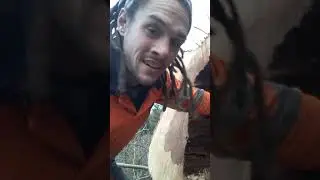 Ash tree limb removal leads to two mature ash trees being felled (Part 2)