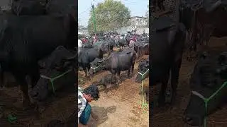 Juber Ganj animal market||Faizabad Ayodhya|| दिन रविवार को नेशनल हाईवे के बगल लगती है|#shorts#viral