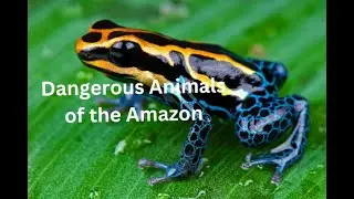 Top 8 Most Dangerous Animals of the Amazon