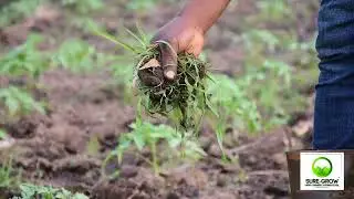 Sure-Grow Happy farmer's international Online Shop and Website.
