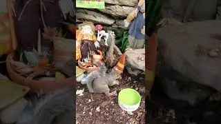 Cats love to watch squirrels contemplate. Best videos for cats. #tvcat #squirrelwatching #nature
