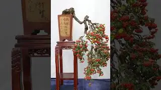 Cascade and Semi-Cascade Bonsai Style - Kengai and Han-Kengai 懸崖 - 半懸崖