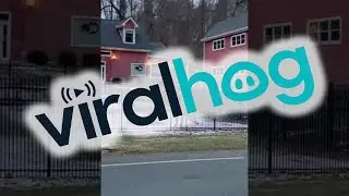 Man Rescues Deer Stuck on Fence || ViralHog