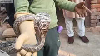 Cobra snake rescue video 😱 @sushilsarpmitra 