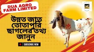 Totapuri Goat | Price, Cross Breeding & Farming Cautions | Goat Farming in Bangladesh