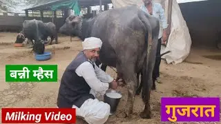 बन्नी म्हैस गुजरात खरेदी | Banni Buffalo Gujarat | Banni Buffalo Milking Video | Milking Video 🐃 👍😍