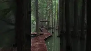 forest bridge with trees in water #china #yangzhou  #fyp