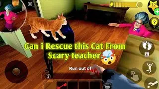 Rescue Cat In Just 10  Minutes 🤯| 100% Real 