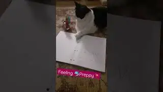 #preppy #cat