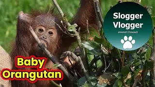 Chester Zoo Orangutan Baby Tries To Uncover Mum