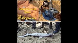 DIAMOND SCAM IN PURI || SHARK IN ODISHA || TOURISM AFTER LOCKDOWN || SAND ART FESTIVAL