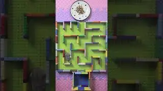 60 seconds hamster race, maze challenge, STEM course