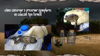 Como conservar cualquier tipo de ejemplar en solución tipo formol clips guardados  rana toro