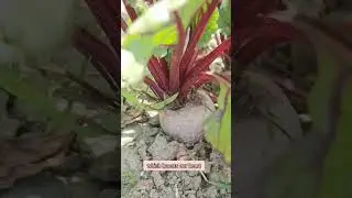 Beetroot benefits |चुकंदर| #ytshorts #youtube #benefits #youtube #viral #beetroot #agrilife #trend