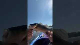 TOPWATER TRICKSTER 🎪 #bassfishing #summer #fishing #hype #bass #fish #largemouthbass #fyp #fypage