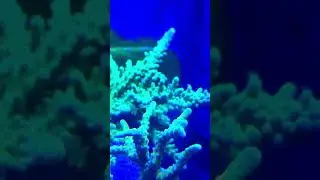 Predator Acro #reef #reeftank #viral #coral #reeflife #saltwater #nature #fishtank #acropora #tort