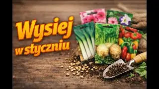 Wysiej TO już w styczniu na rozsadę.
