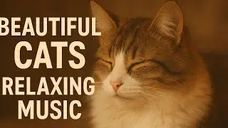 Beautiful Cats with Relaxing Music | Stress Relief & Calm