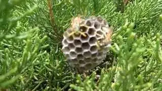 Imker-TV: Mediterrane Wespen bauen Nest in Hecke