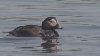 Allit kev&auml;&auml;ll&auml; sis&auml;maassa.