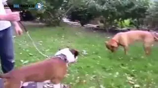Dog Training Video 4 - Dog Calming Signals
