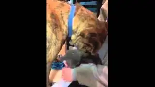 Furkids - Simpson