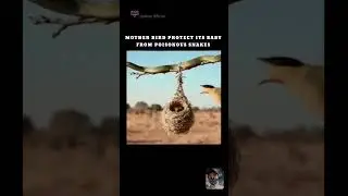 Snake on bird nest 🐍 😱#Snake #BirdNest #Wildlife #NatureShorts #AnimalAttack #AmazingNature