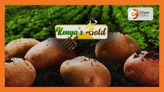 | KENYA'S GOLD | Potato Farming: Surface Planting [Part 2]