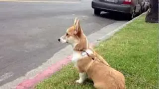 Puppy Howl Welsh Corgi Mocha at 22 weeks