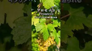Here's a question! What is the best-selling sparkling wine in the world? [Sommelier/Wine Expert E...