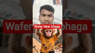 #monkey #funny #cute #comedy #humanity #shortfilm #emotional #petlover #success #monkeyvideo