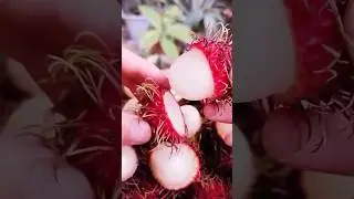 Luscious Lychee Delight: A Taste of Exotic Sweetness #fruit #top #lychee