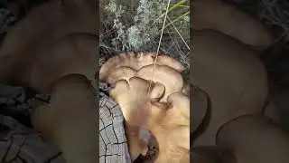 грибная охота