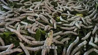蚕茧大丰收了，这一批大卖下一批又开始结茧，真不愧是桑蚕养殖户