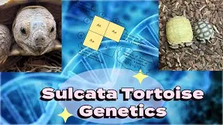 Sulcata Tortoise Genetics: Basics on Albino Tortoises