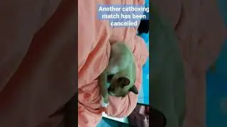 another #catboxing match has been cancelled