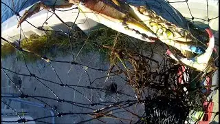 Catch and cook blue crab Italian style