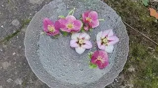 Embodied Gratitude | Feeling Appreciation in the Body During Spiritual Awakening