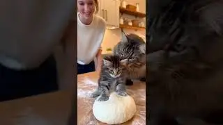 Cute Maine Coon kitten making dough with mom cat and a smiling woman