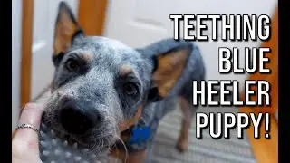 Best treats for TEETHING PUPPIES