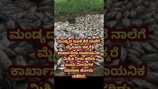 kannada #motivation #facts #karnataka #viral_kannada #news #fish #mandya #Mysore