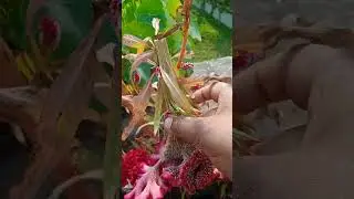 ছাদ বাগানে শীতের কোন কোন গাছে ফুল ফুটতে শুরু করেছে।17 December 2025