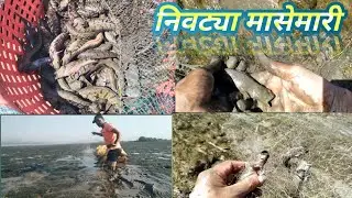 चिखलात उतरून केली निवट्या मासेमारी| mud skepper fishing | Nivtya
