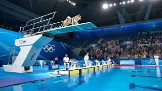 Purr-fect Dive: Long-Haired Persian Cat Steals the Show at Olympic Pool