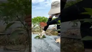 Chilli farming techniques#grafted chilli #farming video