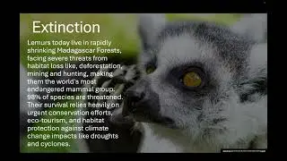 The Evolution Of Lemurs