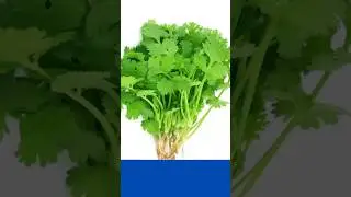 Coriander leaves benefits #shorts