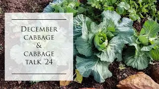 Growing Cabbage & Tips for growing it in Spring 2024