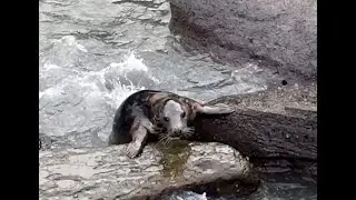 Ravenscar - Meet the Seal Colony on the Yorkshire Coast